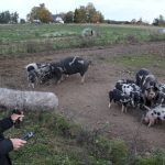 AI decodes oinks and grunts to keep pigs happy in Danish study