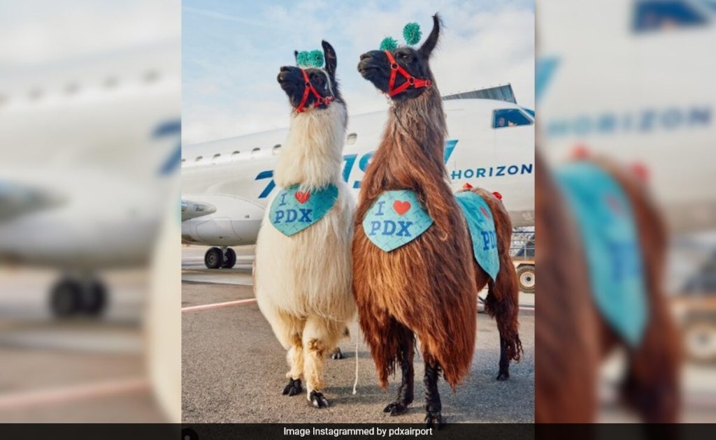 This US Airport Will Offer Llama Therapy To Ease Nervous Passengers