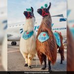 This US Airport Will Offer Llama Therapy To Ease Nervous Passengers