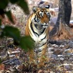 After 25 ‘Missing’ Tigers Report In Rajasthan, 10 Spotted On Camera Traps