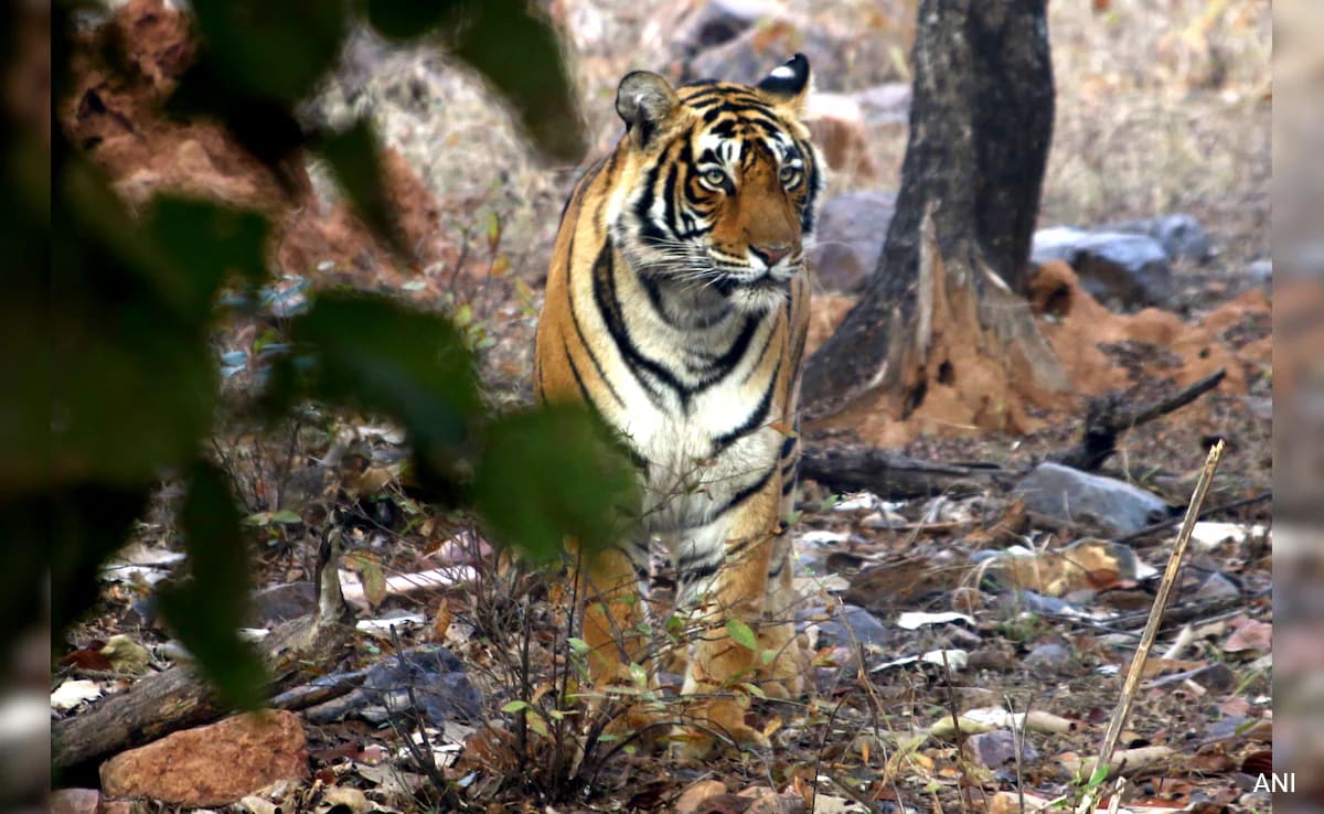 After 25 ‘Missing’ Tigers Report In Rajasthan, 10 Spotted On Camera Traps