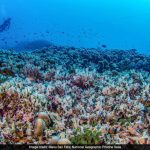 Scientists Stunned By Enormous Coral Discovery In Solomon Islands