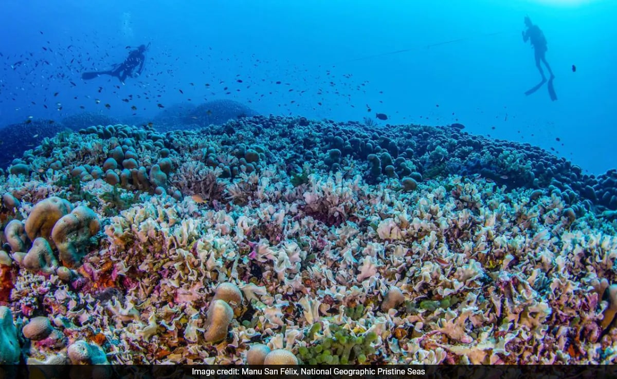 Scientists Stunned By Enormous Coral Discovery In Solomon Islands