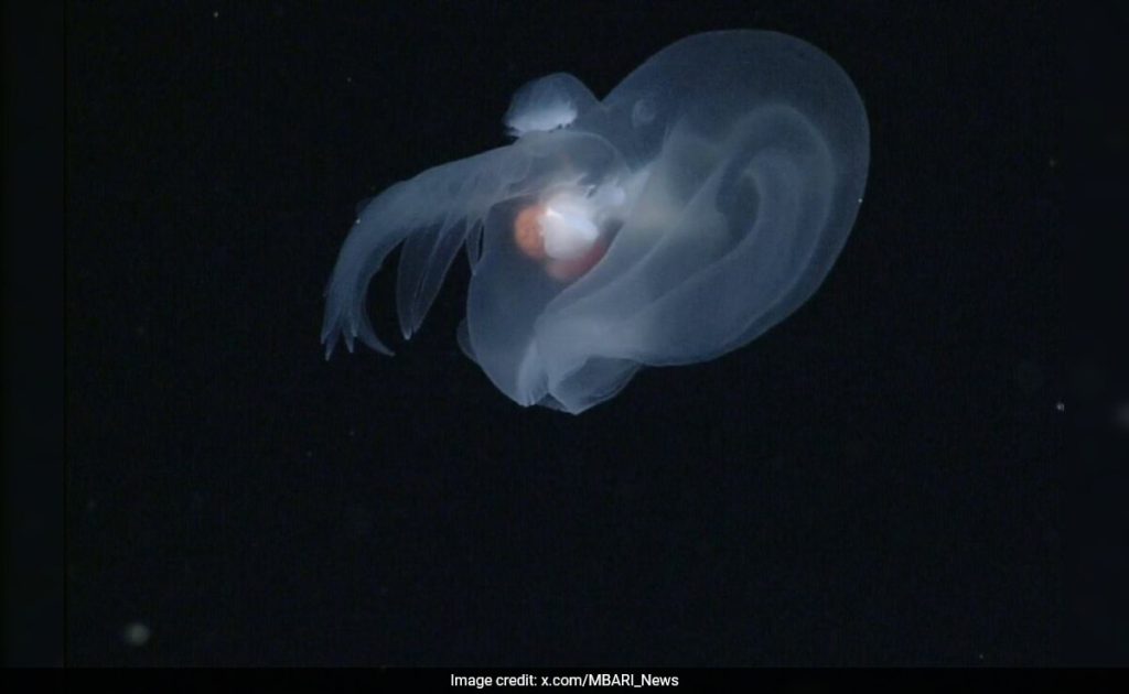 Apple-Sized “Mystery Mollusk” Discovered In Ocean’s Midnight Zone