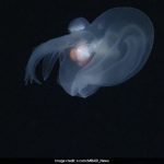 Apple-Sized “Mystery Mollusk” Discovered In Ocean’s Midnight Zone