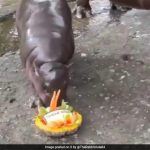 Watch: Viral Hippo Moo Deng Predicts 2024 US Election Winner