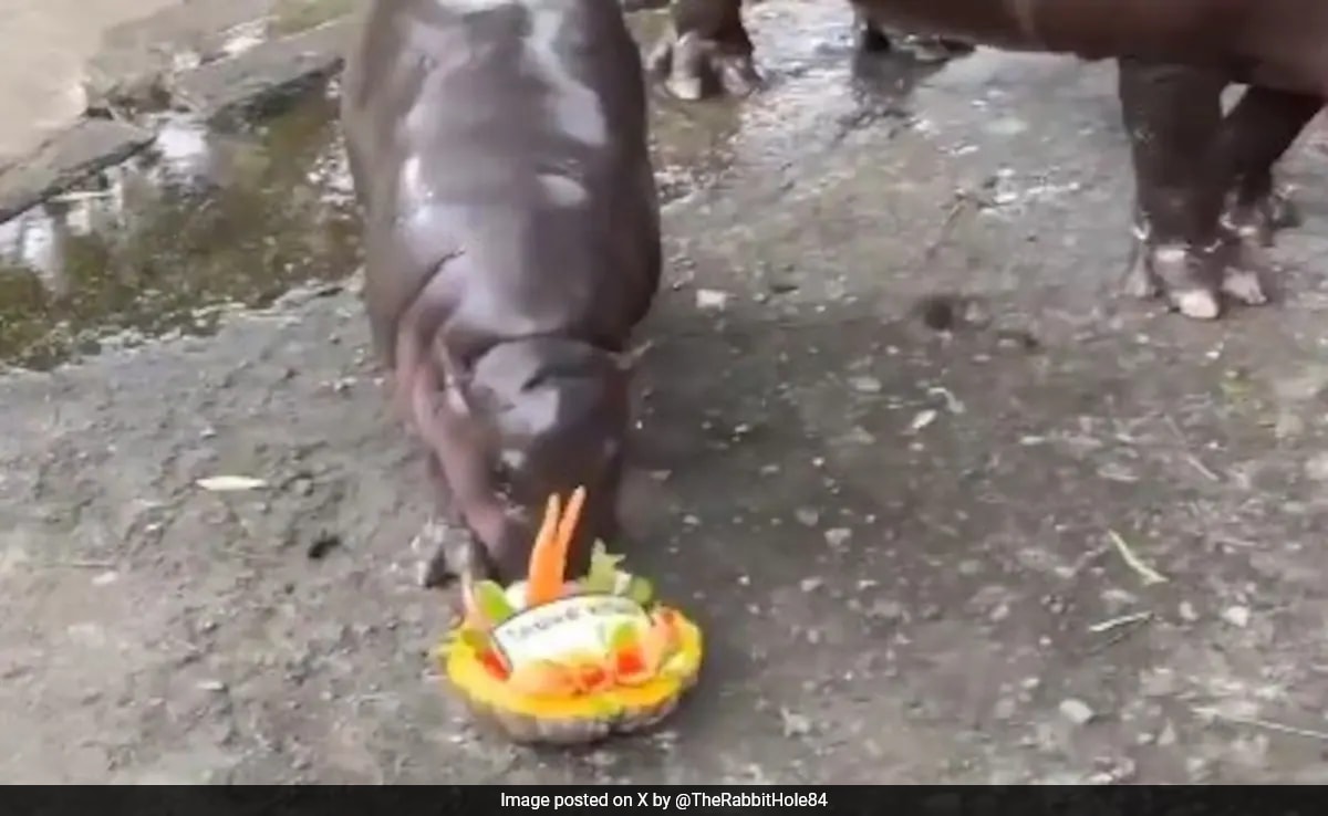 Watch: Viral Hippo Moo Deng Predicts 2024 US Election Winner