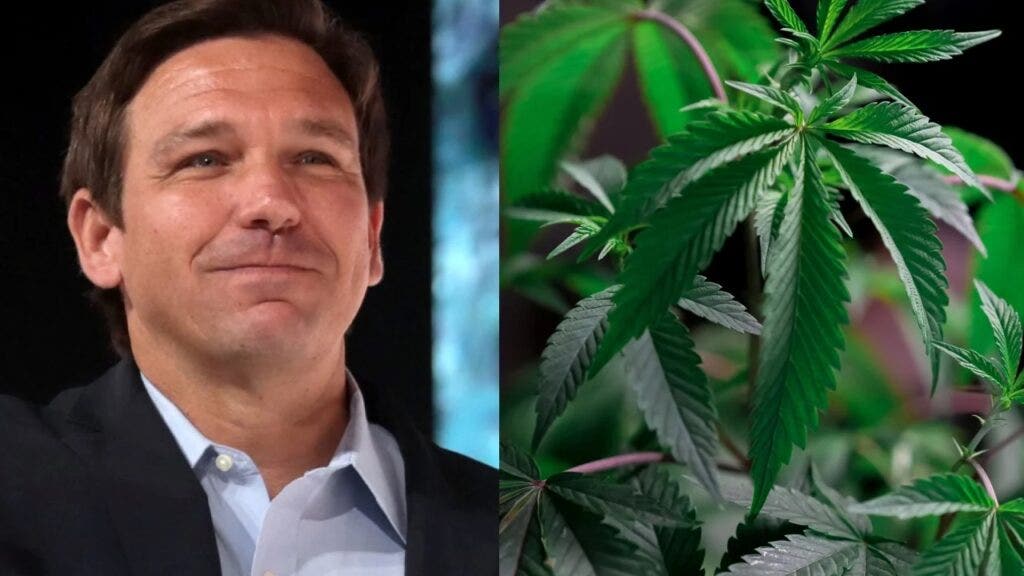 Hemp Donations Fuel DeSantis And Florida GOP’s Charge Against Weed Legalization, New Findings