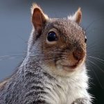 Peanut The Squirrel-Themed Meme Coins Surge Amid Social Media Outrage Over Celebrity Animal’s Death: Trump will Save The Squirrels, Says Elon Musk