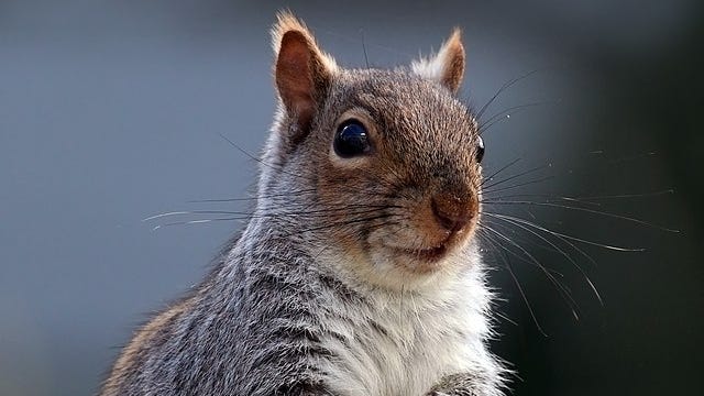 Peanut The Squirrel-Themed Meme Coins Surge Amid Social Media Outrage Over Celebrity Animal’s Death: Trump will Save The Squirrels, Says Elon Musk