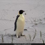 Penguin From Antarctica Shows Up At Random Australian Beach 3,500 Km Away