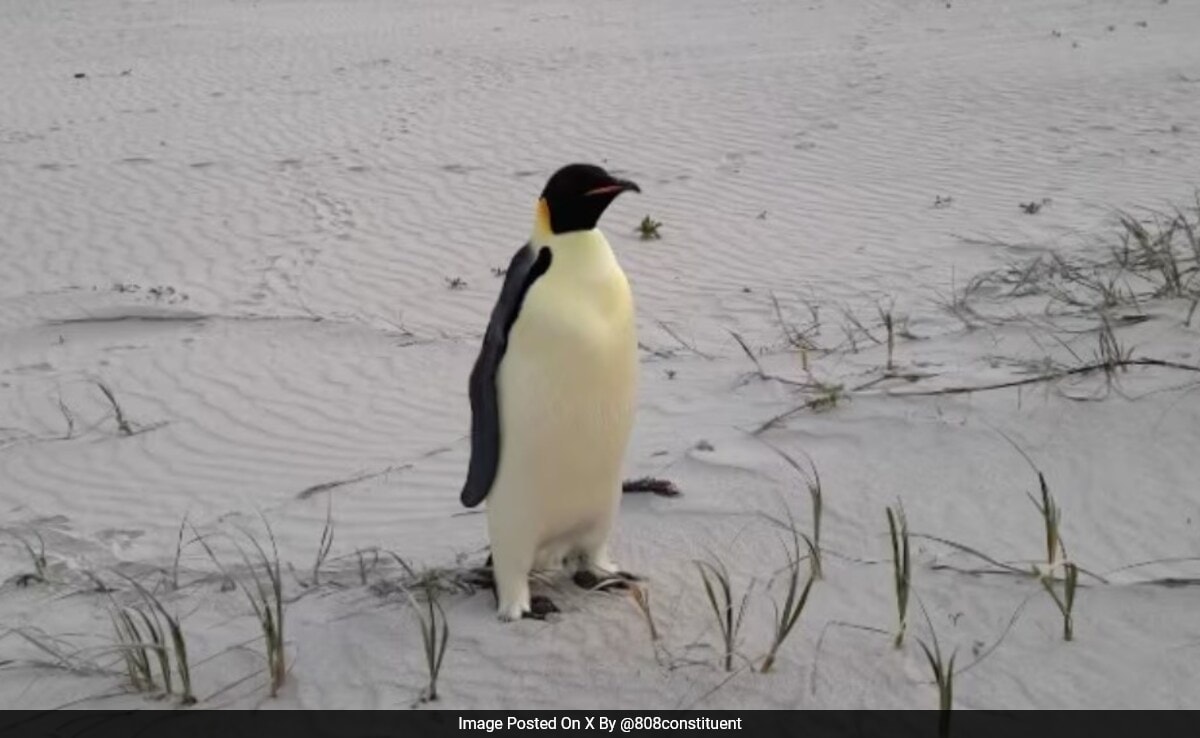 Penguin From Antarctica Shows Up At Random Australian Beach 3,500 Km Away