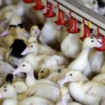 “Rare Event”: Canada Reports First Case Of Bird Flu In A Person