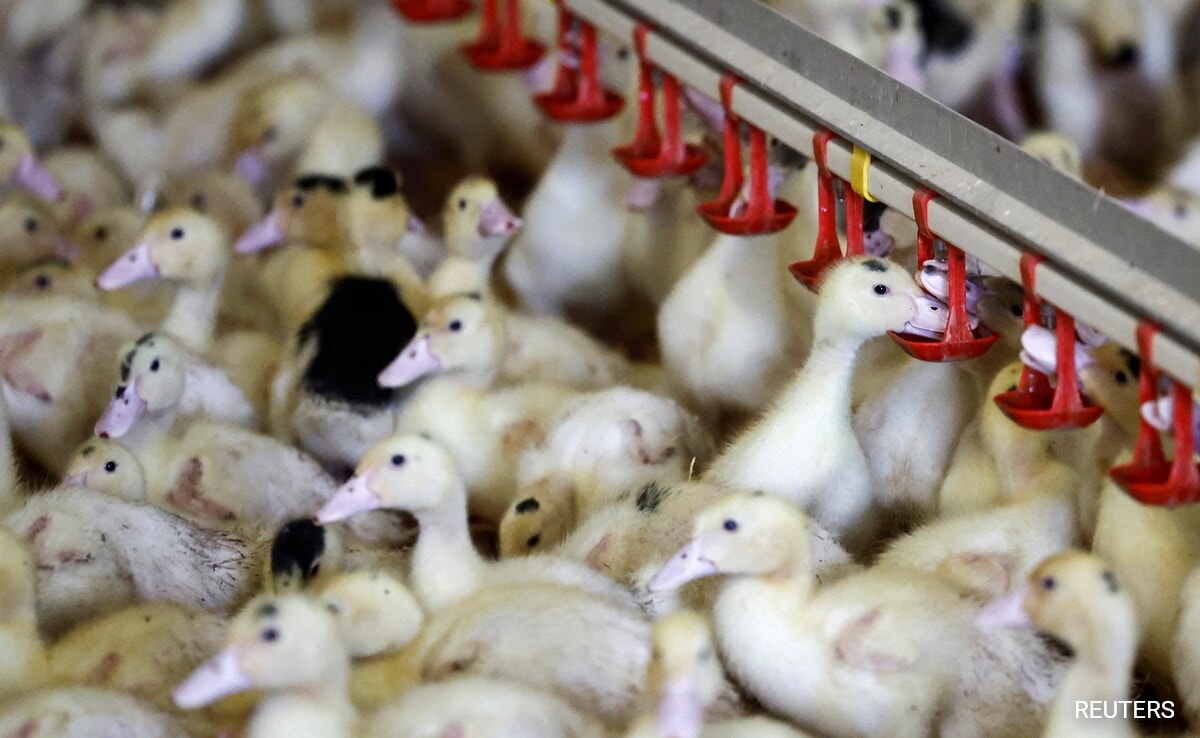 “Rare Event”: Canada Reports First Case Of Bird Flu In A Person