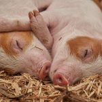 Bird Flu Detected In Pigs, Virologists Concerned