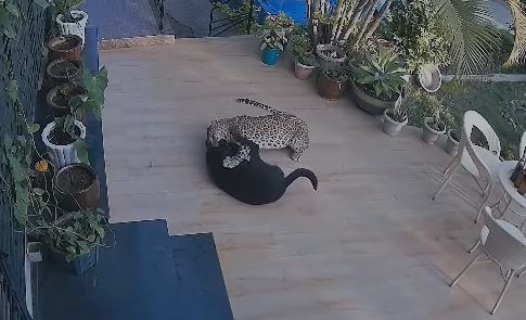 Video: Leopard Enters House’s Garden in Rajasthan, Pounces On Pet Dog