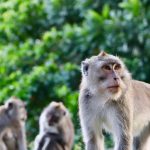 US Town On Alert After 43 Monkeys Escape Research Facility