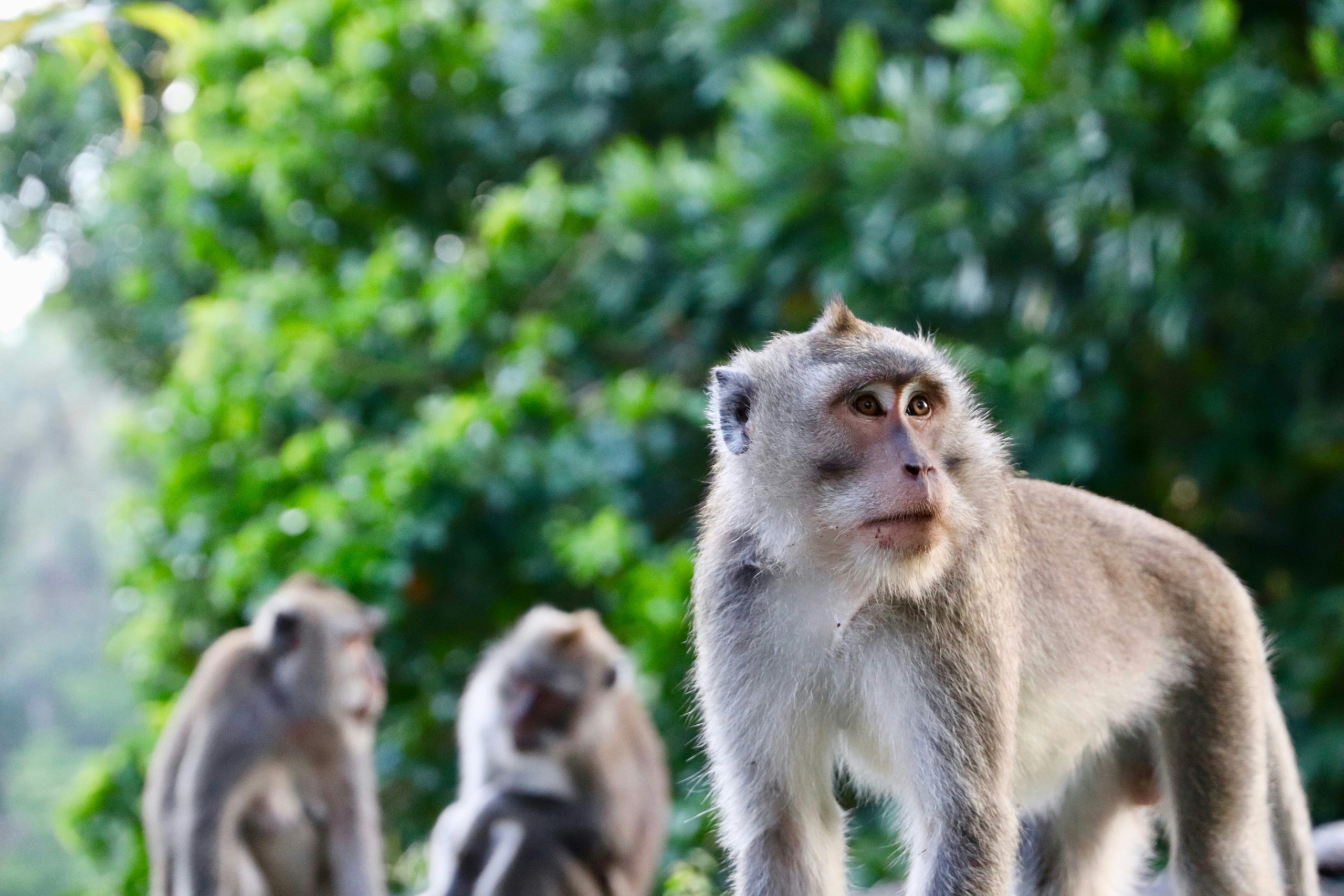 US Town On Alert After 43 Monkeys Escape Research Facility