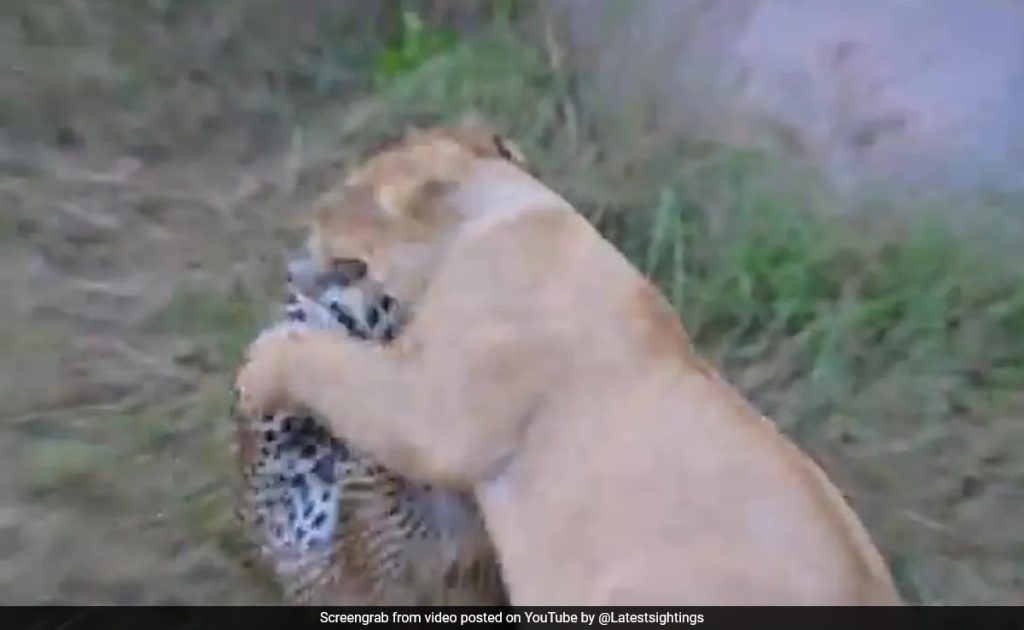 Video: Mother Leopard Fights A Lion Head-On, Saves 2 Cubs In Africa