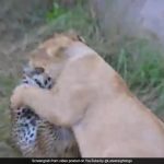 Video: Mother Leopard Fights A Lion Head-On, Saves 2 Cubs In Africa