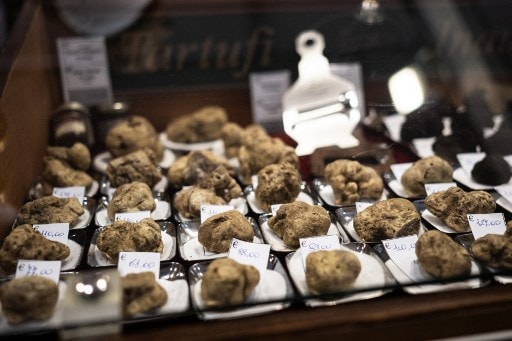 White Truffles, Italy’s Gold, Hit By Climate Change