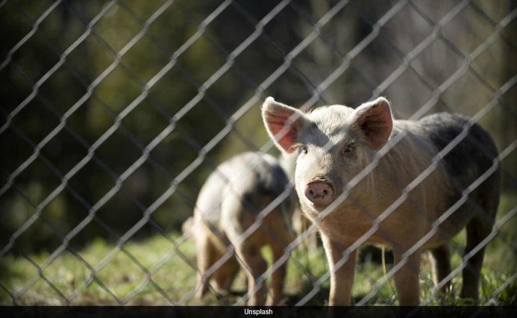 Chinese Woman Adopts Pig Feed Diet to Save Money, Sparking Health Concerns