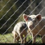 Chinese Woman Adopts Pig Feed Diet to Save Money, Sparking Health Concerns