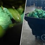 More than $31M of meth concealed in shipment of peppers seized at Texas-Mexico border