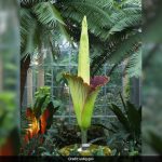 In This Australian City, Thousands Line Up To See ‘Corpse Flower’