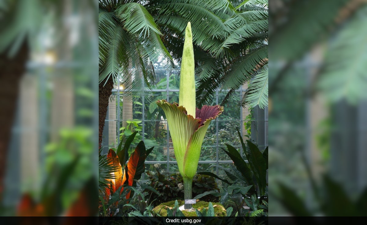 In This Australian City, Thousands Line Up To See ‘Corpse Flower’