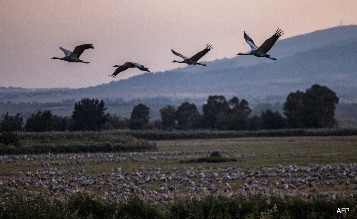 Burnt Plants, Ash And Missing Birds Tell Tales Of Israel-Hezbollah war