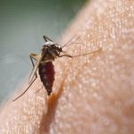 Scientists Worried As Lifesaving Malaria Drug In Africa Proving Less Effective