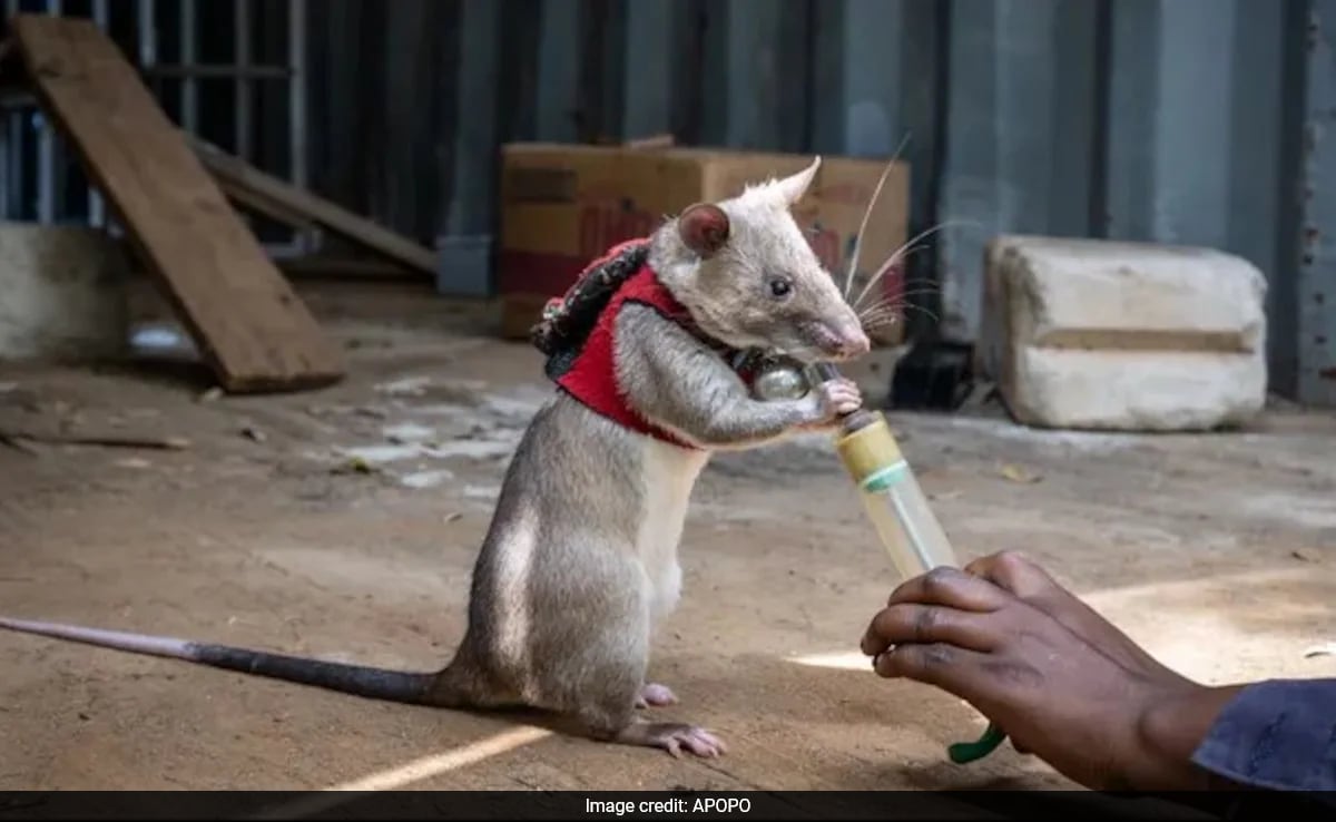 Giant Rats To Be Used To Sniff Out Illegal Wildlife Trade? Study Claims