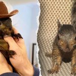 Peanut the Squirrel earmarked for euthanasia before being confiscated and was rabies-free: report