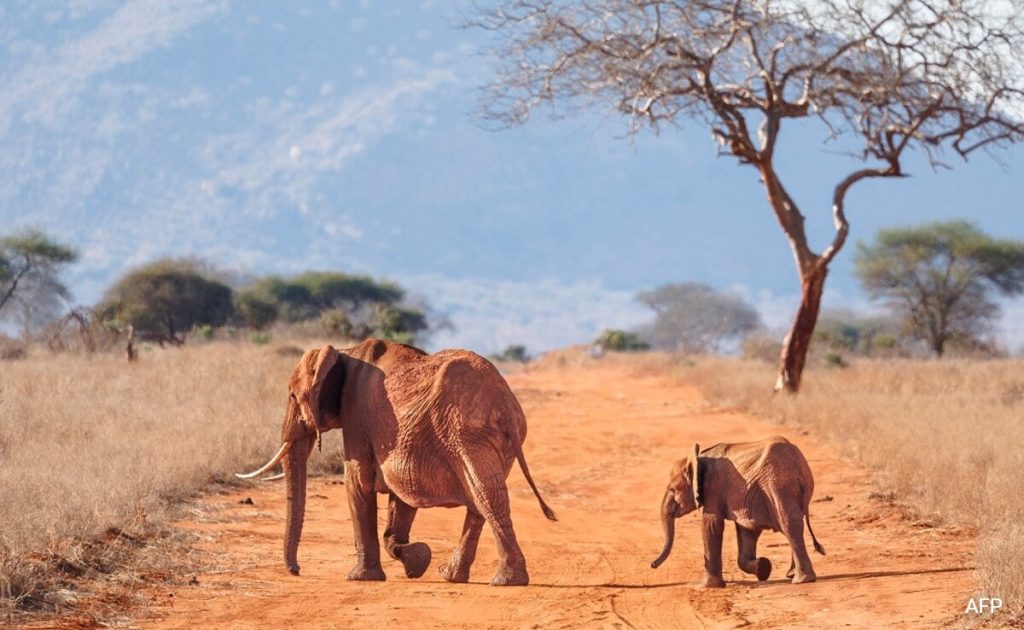 Bees Help Tackle Elephant-Human Conflict In Kenya