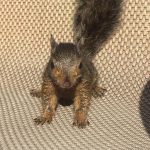 Peanut, The Famous Squirrel Euthanised In US, Didn’t Have Rabies: Report