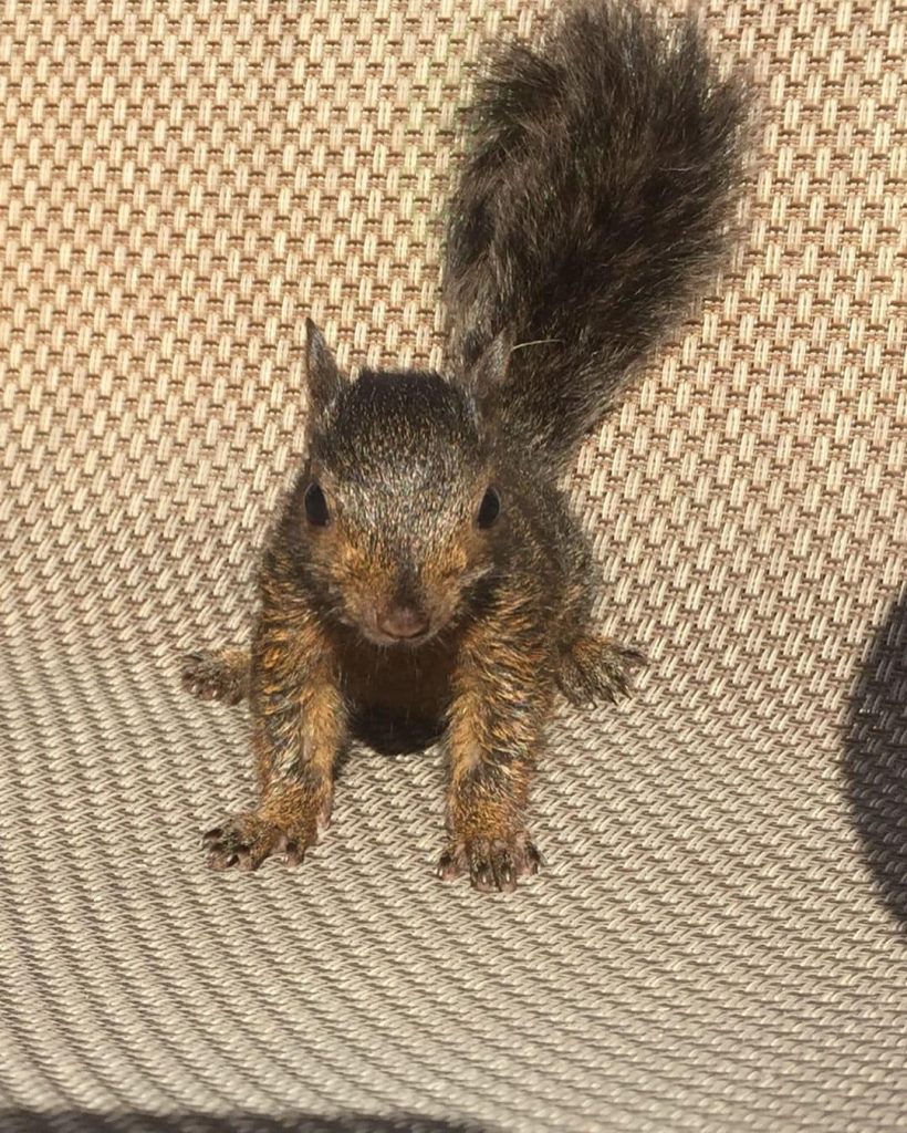 Peanut, The Famous Squirrel Euthanised In US, Didn’t Have Rabies: Report