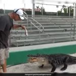 Watch: This Alligator Named Darth Gator Only Emerges To His ‘Theme Song’