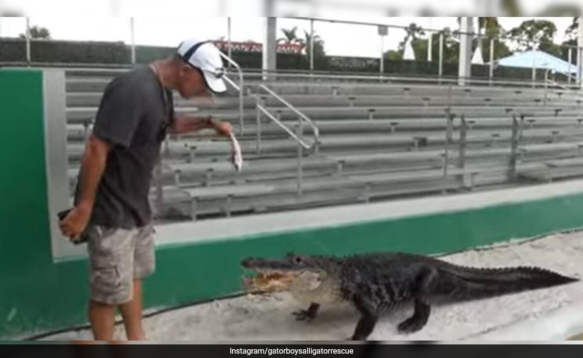 Watch: This Alligator Named Darth Gator Only Emerges To His ‘Theme Song’