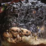 World’s largest captive crocodile dies aged 110