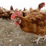 Mass poultry cull ordered after Yorkshire bird flu outbreak over fears it may jump species