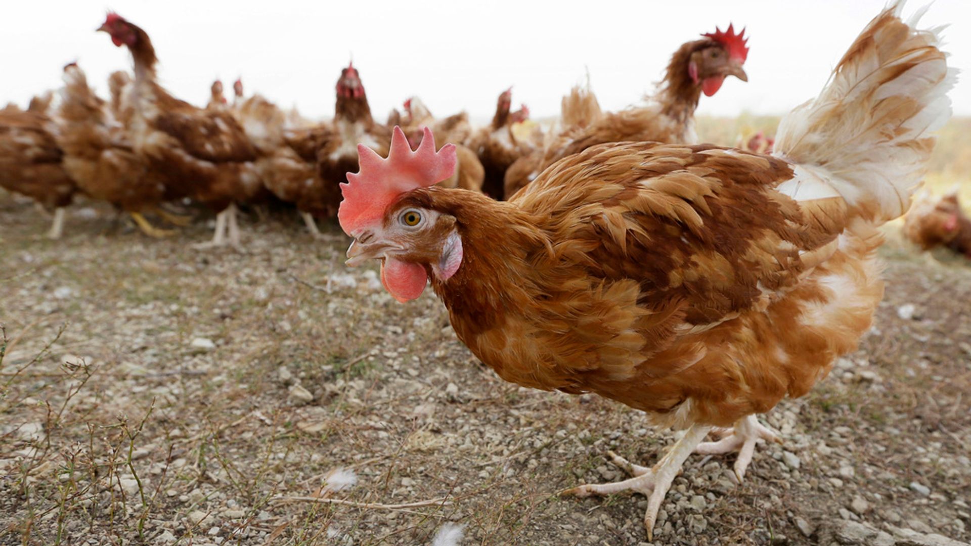 Mass poultry cull ordered after Yorkshire bird flu outbreak over fears it may jump species