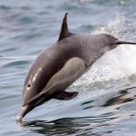 Butchered dolphin remains discovered on beach