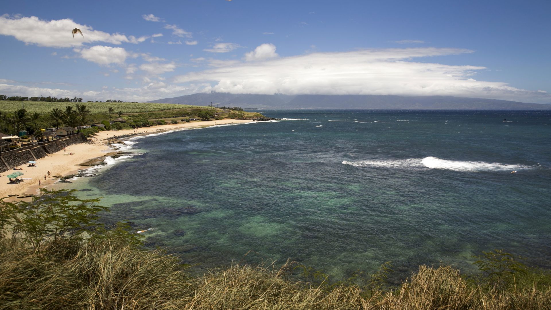 Shark attacks surfer, 61, in Hawaii