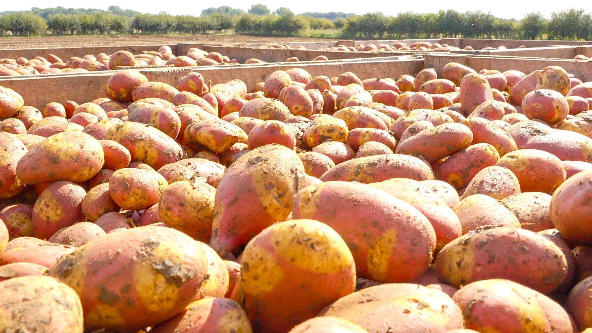 Could ‘Finding Nemo’ potato be Britain’s ‘ultimate roasting spud’?