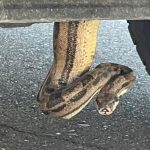 Arizona firefighters remove boa constrictor from pickup truck: ‘Unusual call’