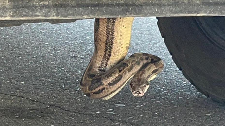 Arizona firefighters remove boa constrictor from pickup truck: ‘Unusual call’