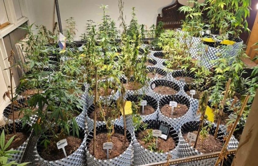 Imported Seeds, Full-Spectrum Lights: High-Tech Marijuana Op Busted In Noida